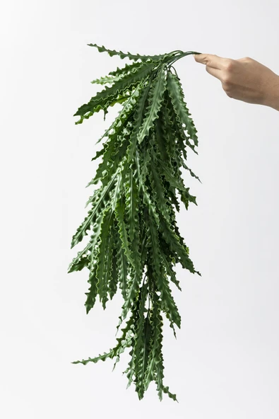 Güleç Yapay Çiçek Yapay Sarmaşık Kaktüs UV Korumalı 80 Cm 5 Dal