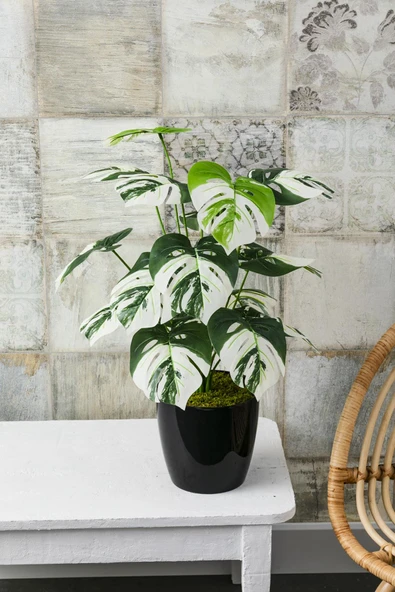 Güleç Yapay Çiçek Yapay Salon Köşe Çiçeği Devetabanı Beyaz 65 Cm - Resim 2