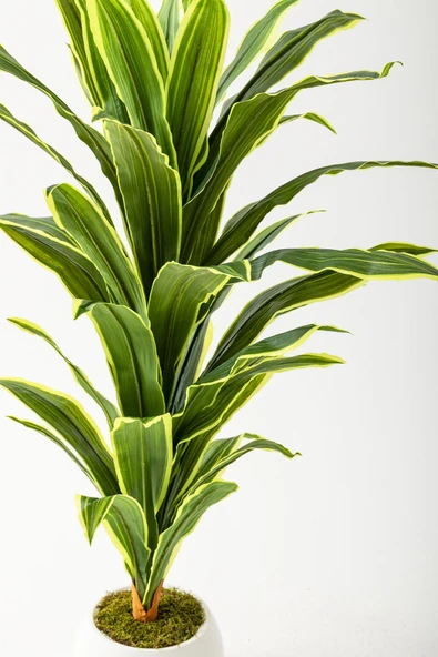 Yapay Dracaena Fragrans 100 Cm - Resim 6
