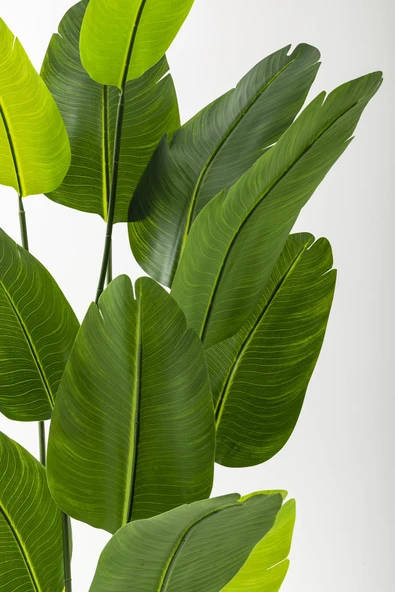 Güleç Yapay Çiçek Yapay Starliçe Ağacı 180 Cm Geniş Yapraklı Beyaz Gold Metal Saksı - Resim 2