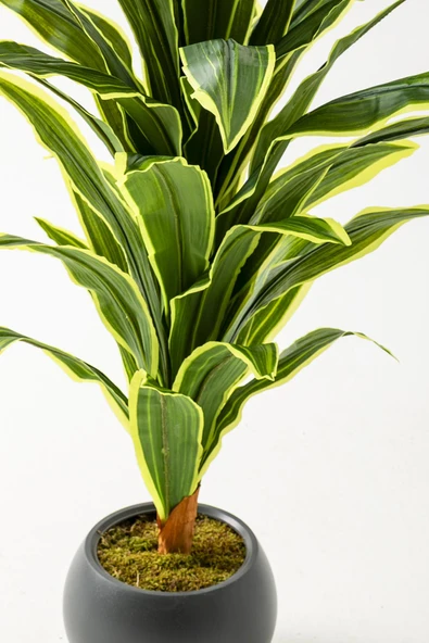 Yapay Dracaena Fragrans 100 Cm - Resim 3