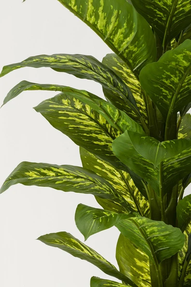 Güleç Yapay Çiçek Yapay Difenbahya Ağacı 180 Cm Beyaz Balon Saksı - Resim 2