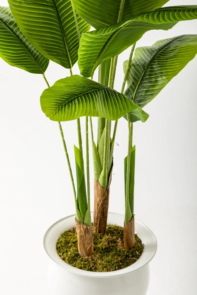 Güleç Yapay Çiçek Yapay Muz Ağacı 180 Cm 13 Yaprak Beyaz Balon Saksı - 3