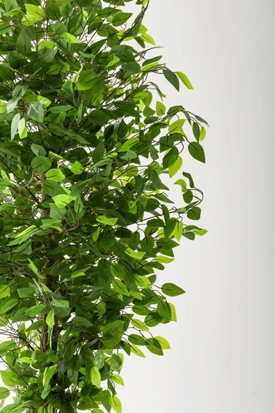 Güleç Yapay Çiçek Yapay Benjamin Ağacı 180 Cm Krem Gold Metal Saksı - Resim 3