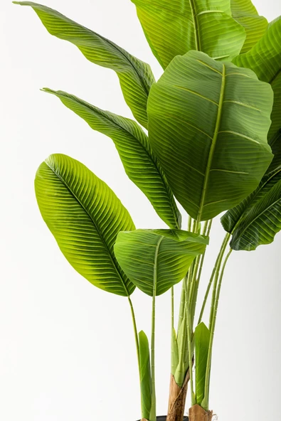 Yapay Muz Ağacı 200 Cm 17 Yaprak Balon Saksı - Resim 11