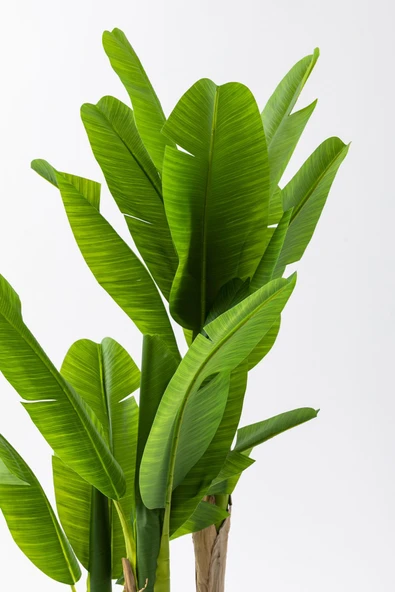 Güleç Yapay Çiçek Yapay Muz Ağacı 160 Cm Küre Plastik Saksı - Resim 3