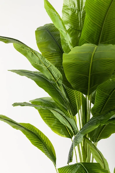 Güleç Yapay Çiçek Yapay Muz Ağacı 180 Cm Krem Gold Metal Saksı - Resim 2