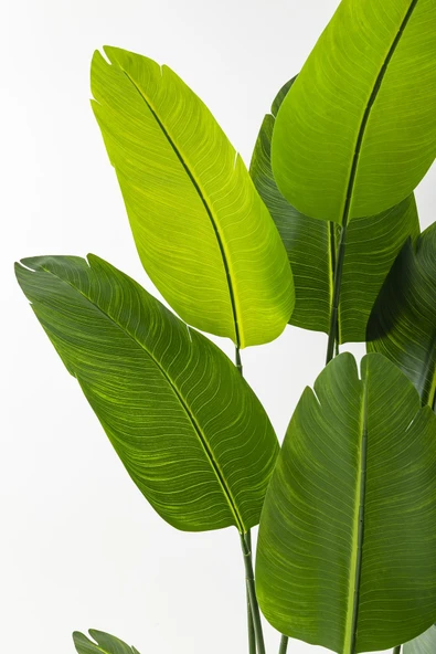 Güleç Yapay Çiçek Yapay Starliçe Ağacı 180 Cm Geniş Yapraklı Siyah Gümüş Saksı - Resim 3