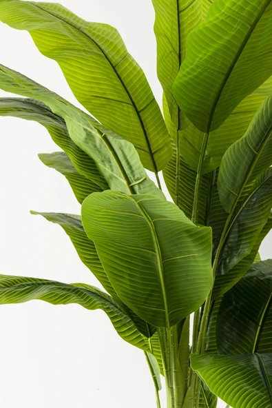 Güleç Yapay Çiçek Yapay Muz Ağacı 180 Cm Beyaz Gold Metal Saksı - 2