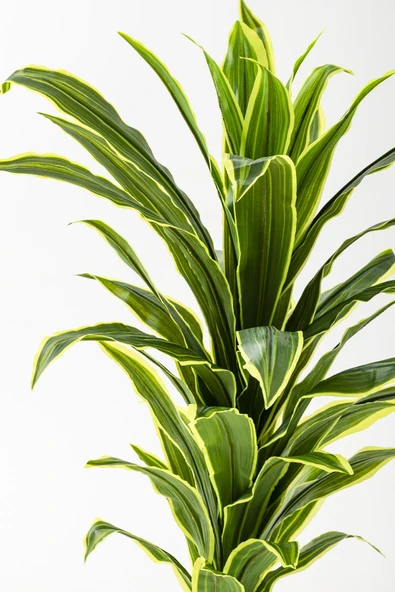 Yapay Dracaena Fragrans 100 Cm - Resim 2