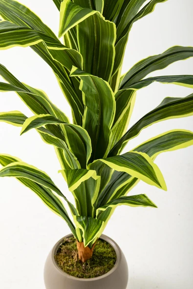 Yapay Dracaena Fragrans 100 Cm - Resim 9