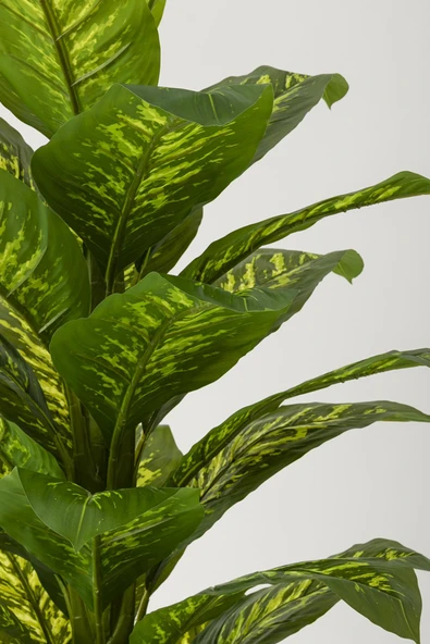 Güleç Yapay Çiçek Yapay Difenbahya Ağacı 180 Cm Beyaz Balon Saksı - Resim 3