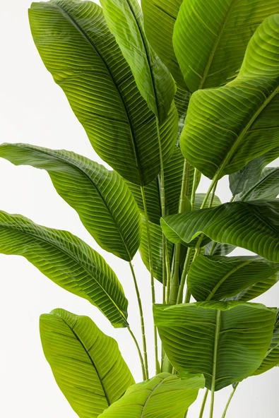 Güleç Yapay Çiçek Yapay Muz Ağacı 220 Cm 20 Yaprak Siyah Balon Saksı - Resim 2