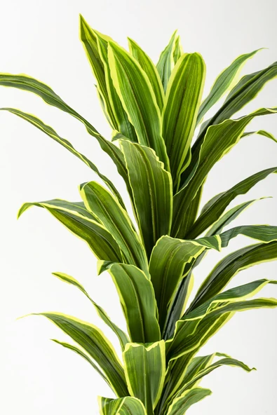 Yapay Dracaena Fragrans 100 Cm - Resim 5