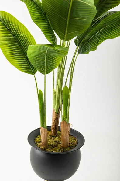 Güleç Yapay Çiçek Yapay Muz Ağacı 200 Cm 17 Yaprak Siyah Balon Saksı - 3