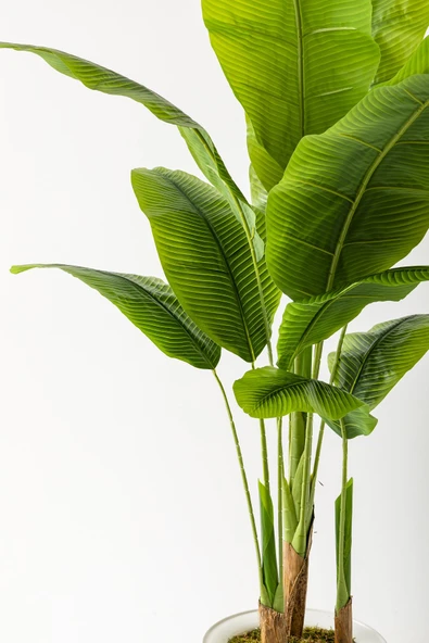 Güleç Yapay Çiçek Yapay Muz Ağacı 180 Cm 13 Yaprak Beyaz Balon Saksı - 2