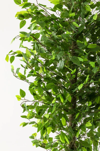 Güleç Yapay Çiçek Yapay Benjamin Ağacı 200 Cm Gold Metal Metal Saksı - Resim 2