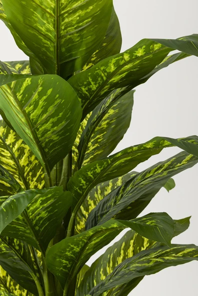 Güleç Yapay Çiçek Yapay Difenbahya Ağacı 180 Cm Siyah Balon Saksı - Resim 3