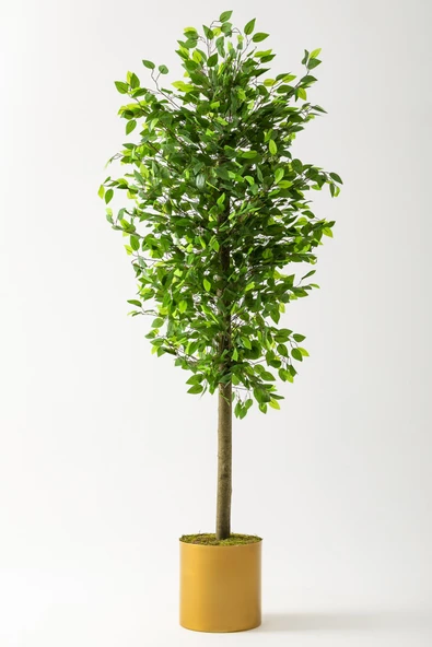 Güleç Yapay Çiçek Yapay Benjamin Ağacı 200 Cm Gold Metal Metal Saksı ürün görseli