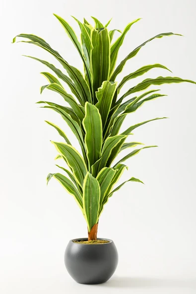Yapay Dracaena Fragrans 100 Cm ürün görseli