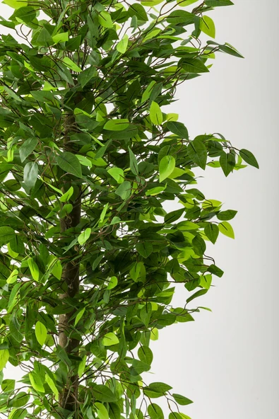 Güleç Yapay Çiçek Yapay Benjamin Ağacı 200 Cm Gold Metal Metal Saksı - Resim 3