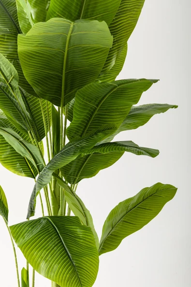 Güleç Yapay Çiçek Yapay Muz Ağacı 180 Cm Krem Gold Metal Saksı - Resim 3