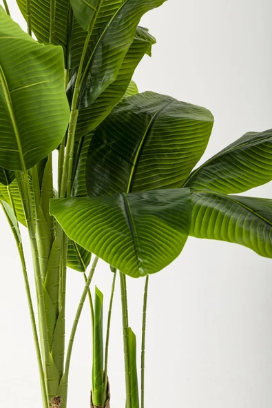 Güleç Yapay Çiçek Yapay Muz Ağacı 180 Cm Beyaz Gold Metal Saksı - 3