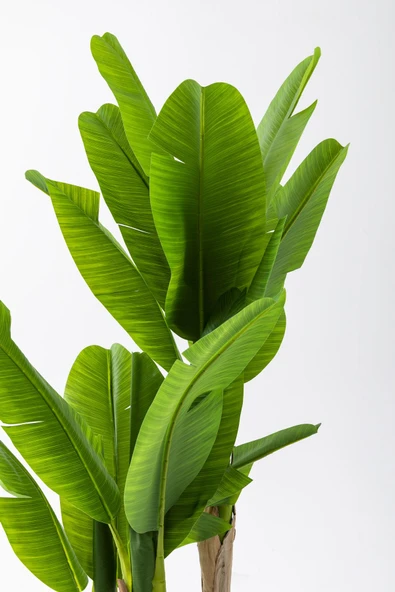 Güleç Yapay Çiçek Yapay Muz Ağacı 160 Cm Küre Plastik Saksı - Resim 4