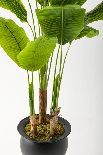 Güleç Yapay Çiçek Yapay Muz Ağacı 220 Cm 20 Yaprak Siyah Balon Saksı - Resim 3