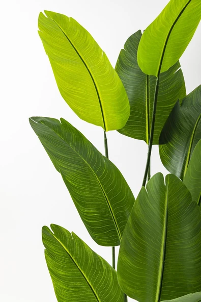 Güleç Yapay Çiçek Yapay Starliçe Ağacı 180 Cm Geniş Yapraklı Beyaz Gold Metal Saksı - Resim 3