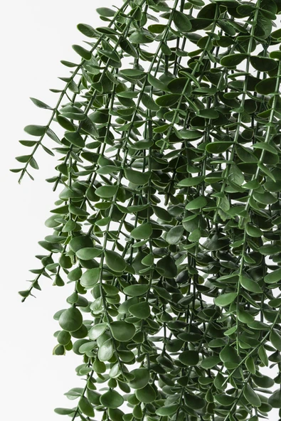 Güleç Yapay Çiçek Yapay Okaliptus Sarmaşık Uv Korumalı Koyu Yeşil 90 Cm 5 Dal - 5