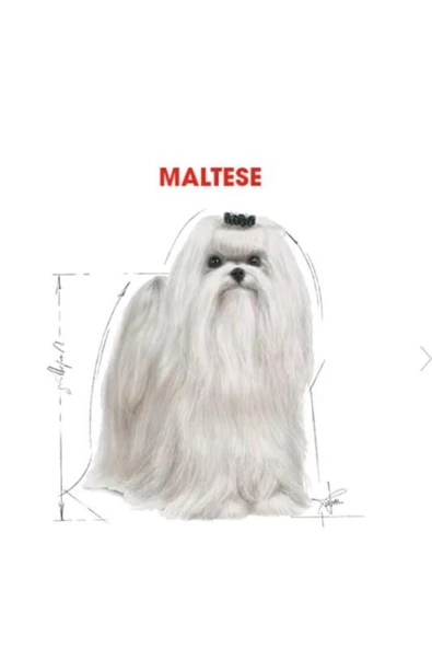 Royal Canin Maltese Yetişkin Kuru Köpek Maması 1.5kg - 2