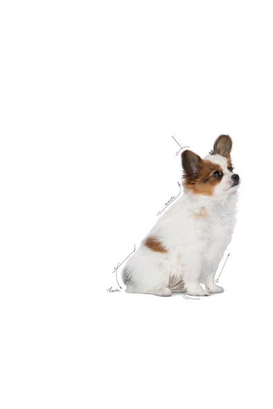 Royal Canin Xsmall Puppy Çok Küçük Irklar Için Yavru Kuru Köpek Maması 1.5kg - 2