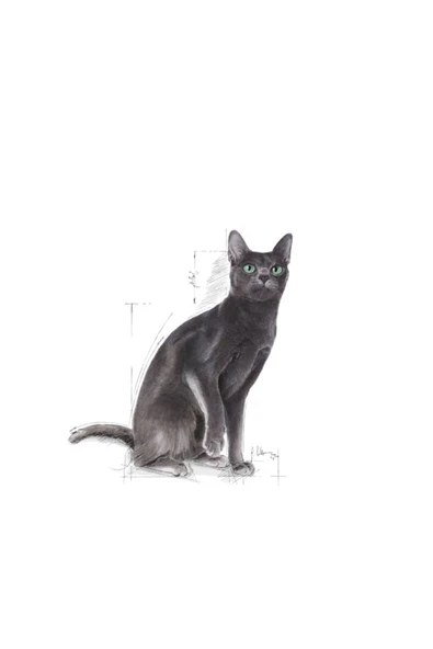 Royal Canin Sterilised Kısırlaştırılmış Kedi Maması 1 kg PAKETLENMİŞ AÇIK - 3