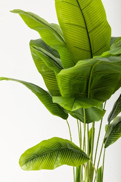 Güleç Yapay Çiçek Yapay Muz Ağacı 160 Cm Beyaz Gold Metal Saksı - Resim 2