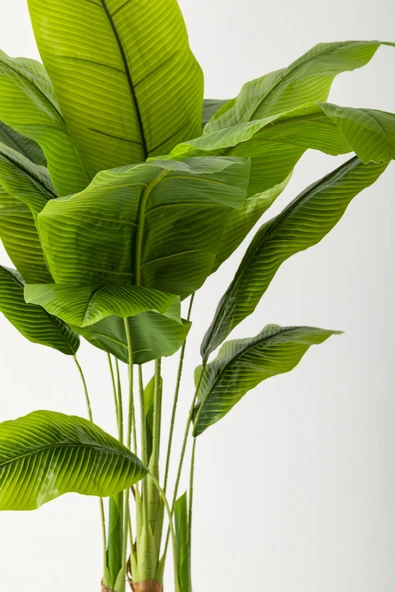 Güleç Yapay Çiçek Yapay Muz Ağacı 160 Cm Beyaz Gold Metal Saksı - Resim 3