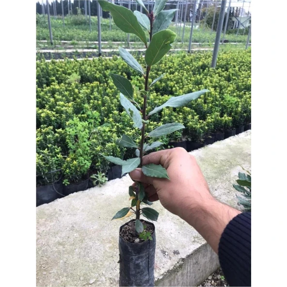 Defne Fidanı 20-40 cm ürün görseli