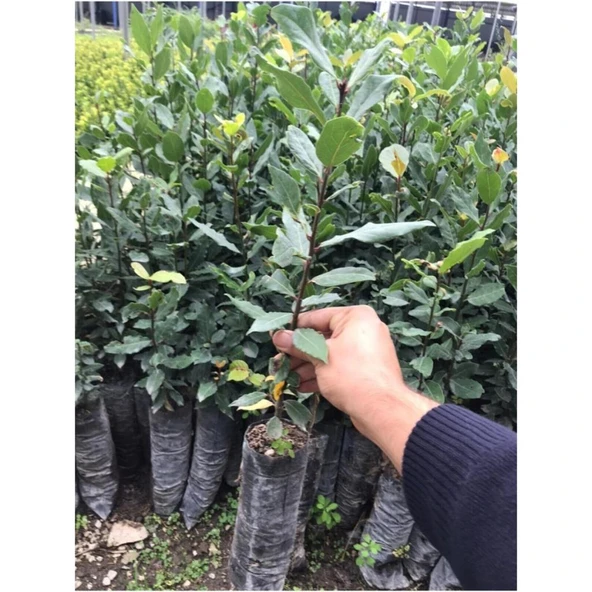 Defne Fidanı 20-40 cm - Resim 2