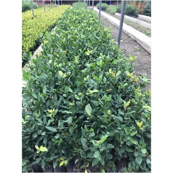 Defne Fidanı 20-40 cm - Resim 3