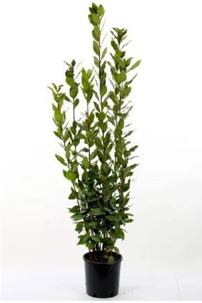 Defne Fidanı Laurus Nobilis 15-25 cm - Resim 3