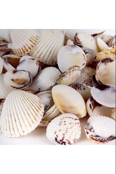 Deniz Kabuğu 200gr Karışık Deniz Kabukları Dekoratif Vazo Akvaryum Süsleme Teraryum Deniz Kabukları - 1