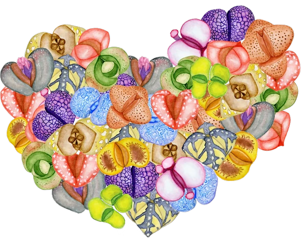 Çeşitli Canlı Sukulent Kalp ürün görseli 1