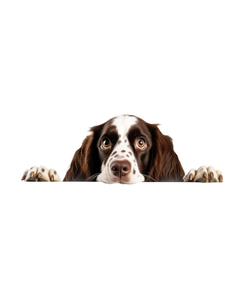 Kahverengi Beyaz Benekli Uzun Tüylü Springer Spaniel Köpek Duvar Sticker'ı - Resim 2