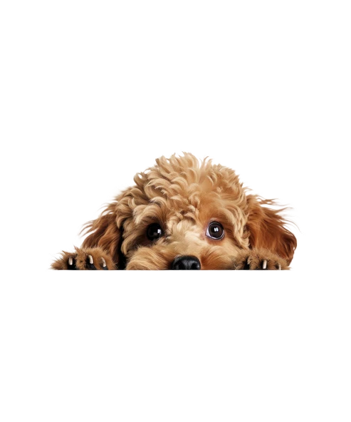 Minyatür Schnauzer Duvar Stickerı - 2