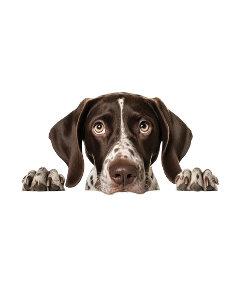 Kahverengi Beyaz Benekli Kısa Tüylü Pointer Köpek Duvar Sticker'ı - Resim 2
