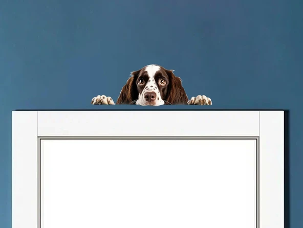 Kahverengi Beyaz Benekli Uzun Tüylü Springer Spaniel Köpek Duvar Sticker'ı ürün görseli 1