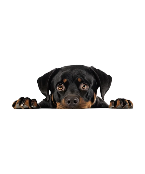 Kahverengi Kaniş Duvar Stickerı - Resim 2