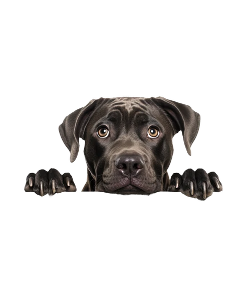 Siyah Cane Corso Köpek Duvar Sticker'ı - Resim 2