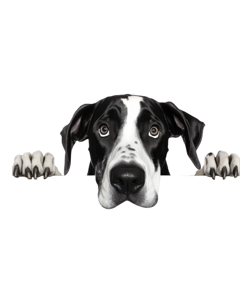 Siyah Beyaz Büyük Dane Köpek Duvar Sticker'ı - Resim 2