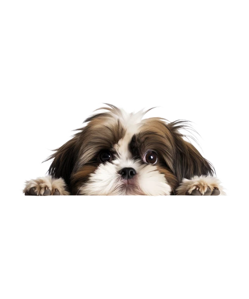 Kahverengi Beyaz Shih Tzu Köpek Duvar Sticker'ı - Resim 2